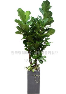 공기정화 떡갈나무
