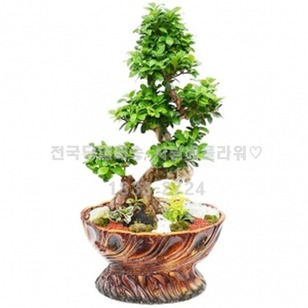 명품 가지마루