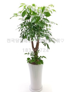 해피트리 사기분(1m50가량)