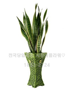 산세베리아 마블분(60~80cm가량)