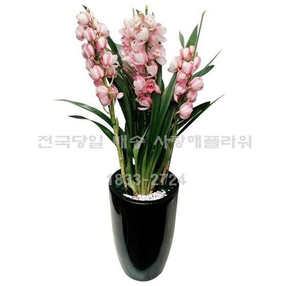 고품격 심비디움(겨울상품)