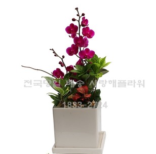 인기폭발 만천홍 테이블형