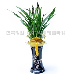 인기많은 동양난^^(겨울한정)