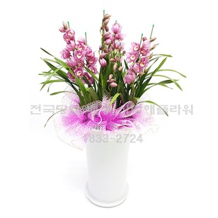 인기많은 심비디움(겨울상품)