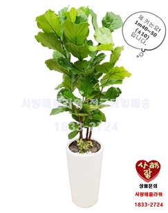 인기많은 떡갈나무