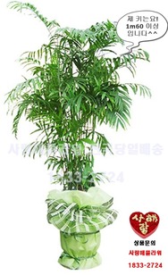 세브리지야자 1m60이상 (플라스틱분 포장)