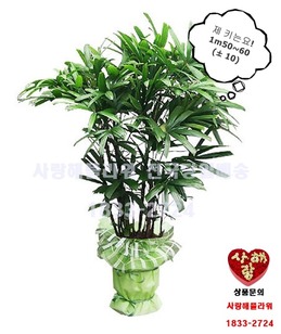 관음죽 대품