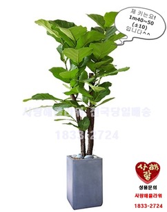 떡갈나무 123
