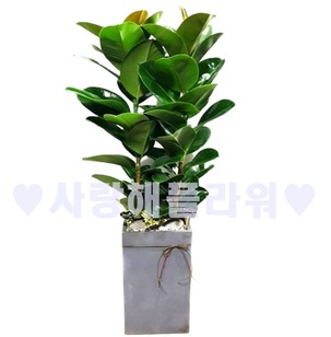 4계절인기 고무나무(1m50이상)