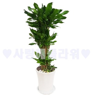 황금죽 1m50이상 (돈많이버는 나무)