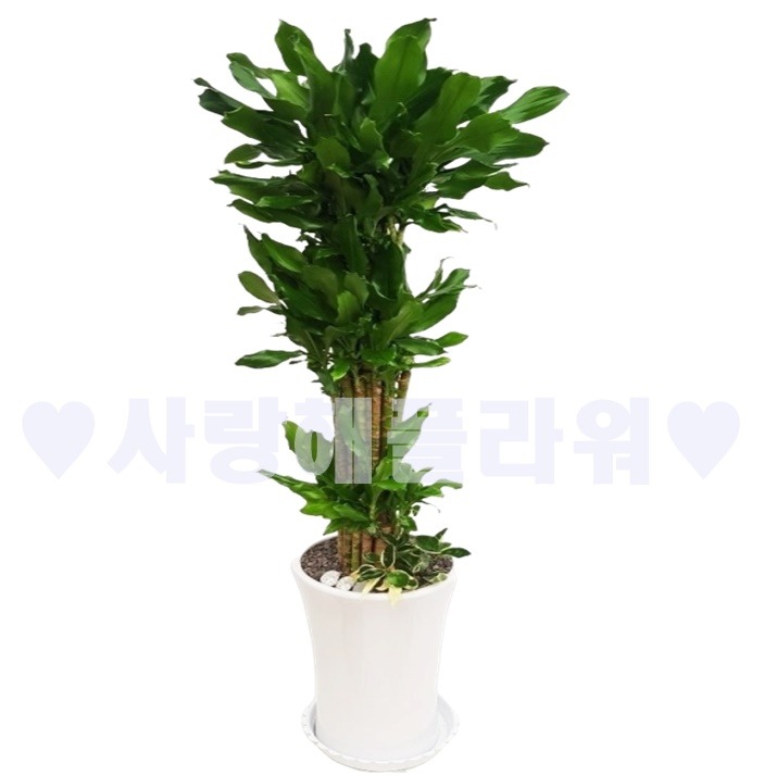 상세이미지