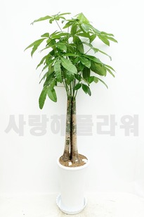 파키라 사기분 (1m60이상 2m이내)