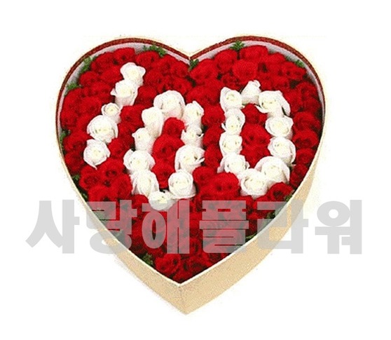 100년의사랑 100송이