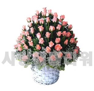 인어공주 100송이