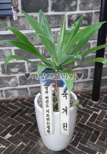 아가베 (80이상)