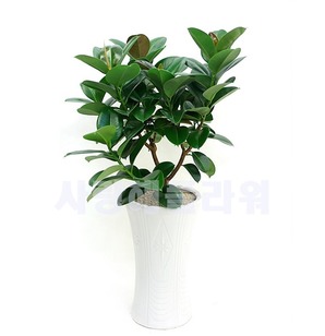 멜라닌고무나무 80~1m20가량