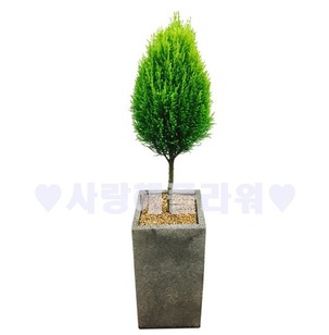 엄지 율마 (80~1m가량)