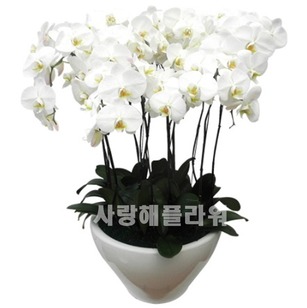 호접란 화이트 3