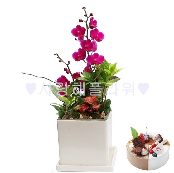 V만천홍 테이블형 + 랜덤케익