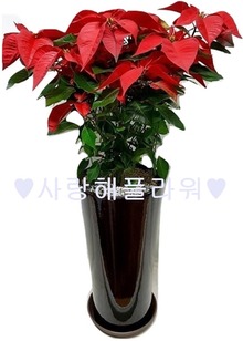 크리스마스 포인세티아 (80~1m가량)