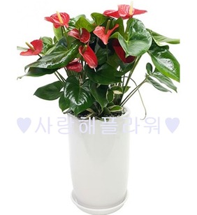 풍성한 안시리움 (80~1m20가량)