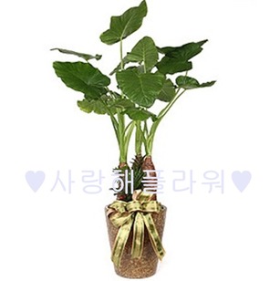 명품 알로카시아(1m50이상)