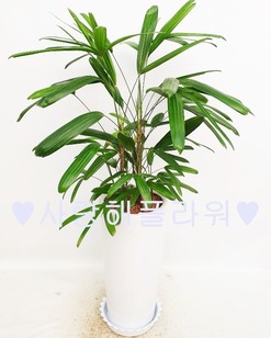 명품 관음죽 (80~1m가량)