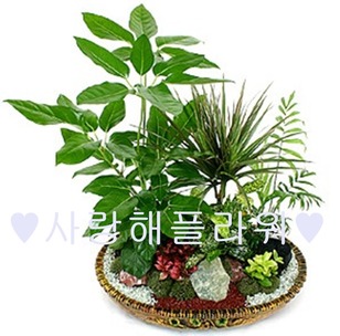 아기자기 모듬화분