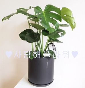 몬스테라 ★사이즈선택가능★