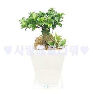 인삼팬더 VIP (70~80m가량)