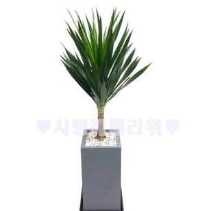 고급 드라코(1m20이상~)