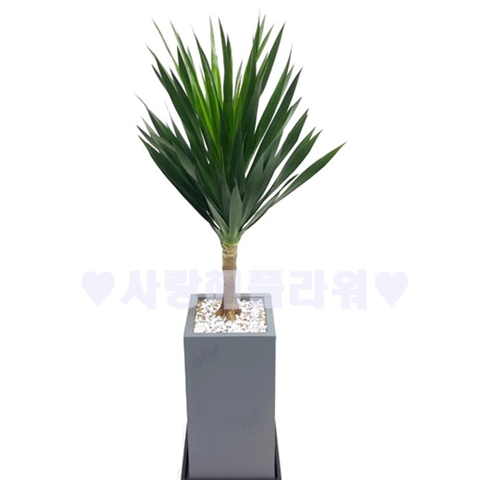 상세이미지