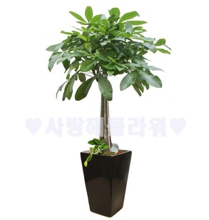공기정화 파키라 (1m60이상)