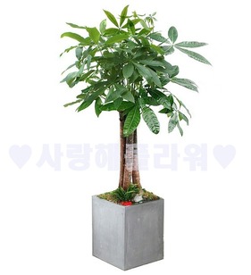 넘버원 파키라 (1m60이상)