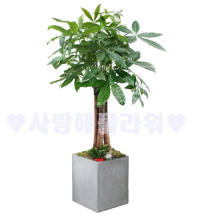 상세이미지