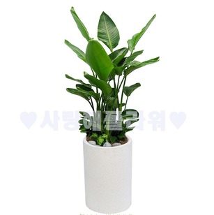 후회없는 극락조 (1m30가량)