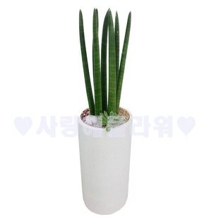 공기정화으뜸 스투키