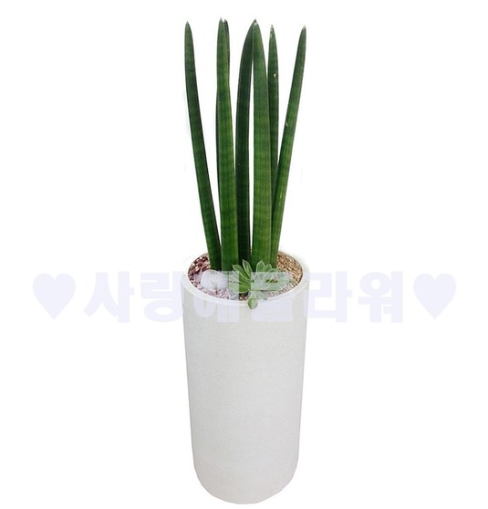 공기정화으뜸 스투키