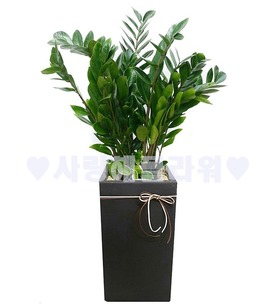 돈많이버는 금전수