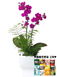 빼빼로 만천홍 테이블형