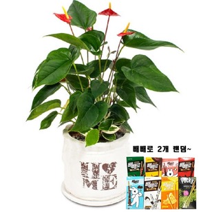빼빼로 안시리움 테이블형