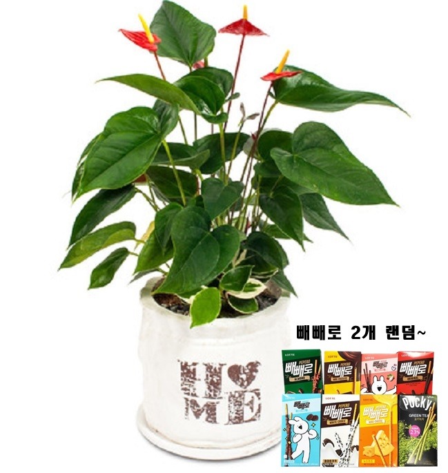 상세이미지