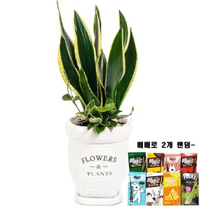 빼빼로 산세베리아 테이블형