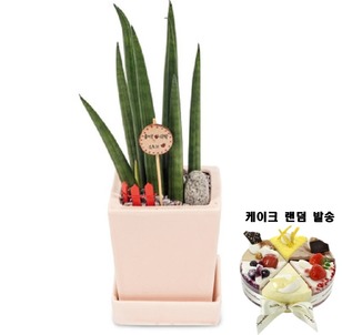 소망 스투키테이블형(케익 랜덤발송)