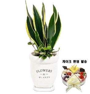 H산세베리아 테이블형(케익 랜덤발송)