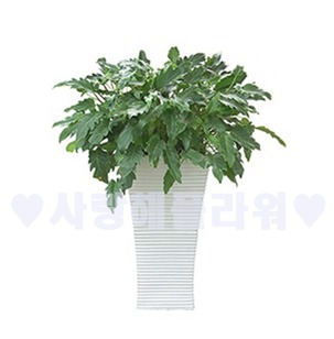 설렘 높은분(60 이상)