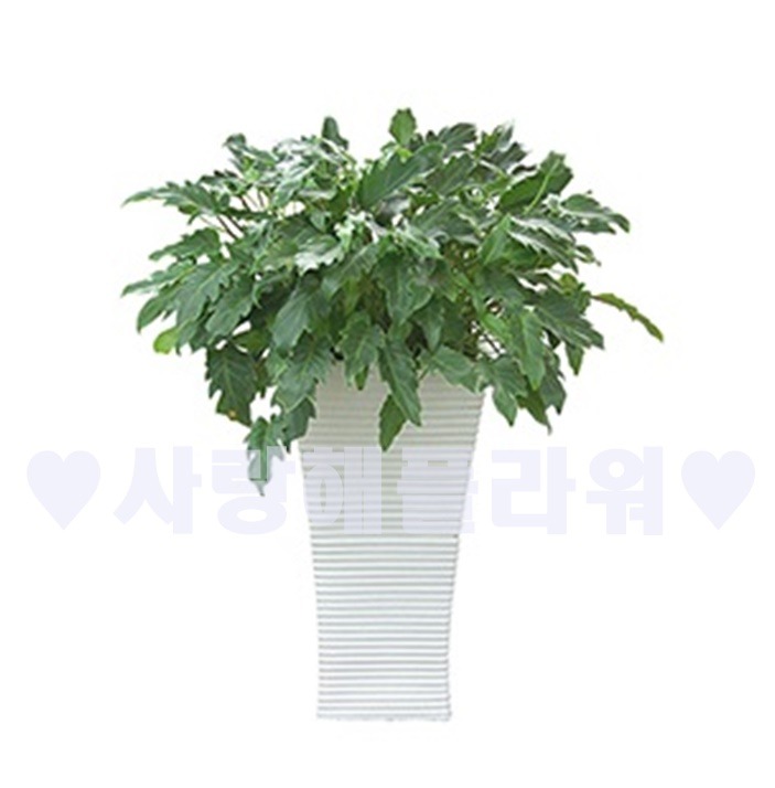 상세이미지