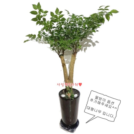 행복만땅 녹보수 (1m50이상)