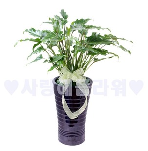 설렘2 어두운분 (60이상)
