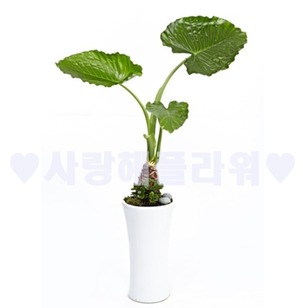 알로카시아 (1m50이상)